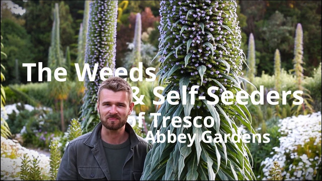 Weeds and Self-Seeders at Tresco