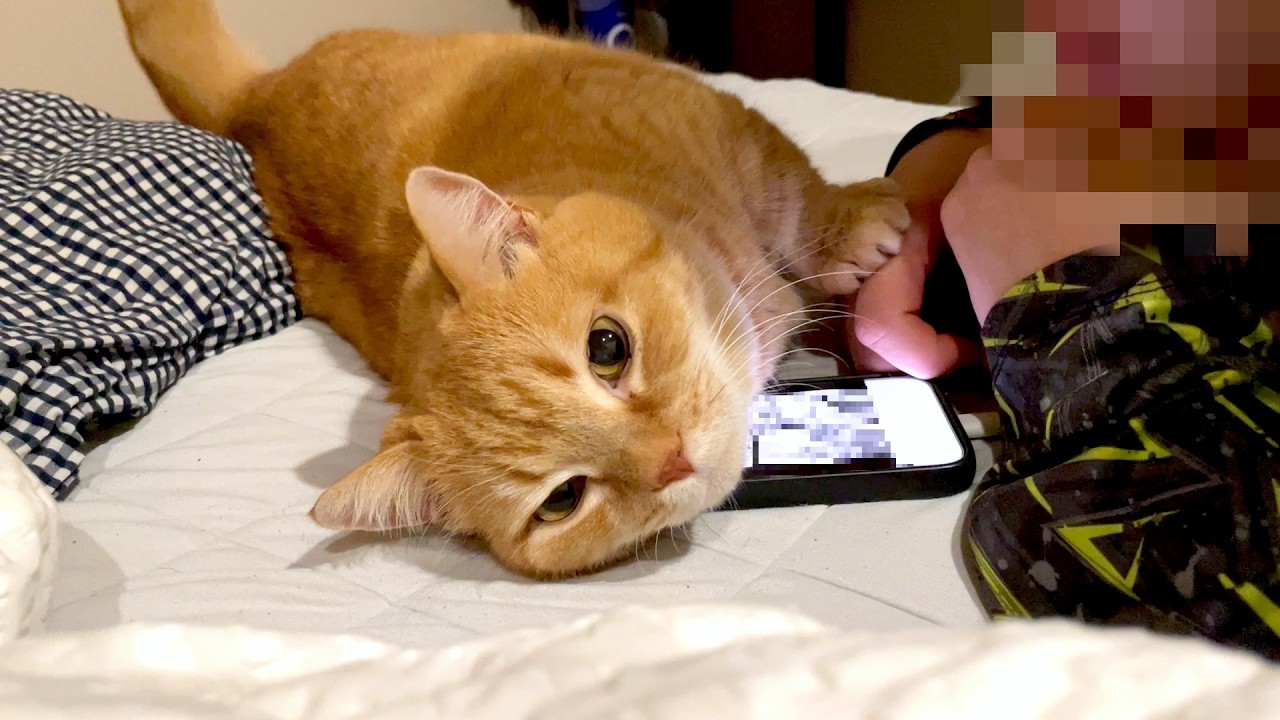 寝る前のスマホタイムを阻止してくる甘えん坊猫