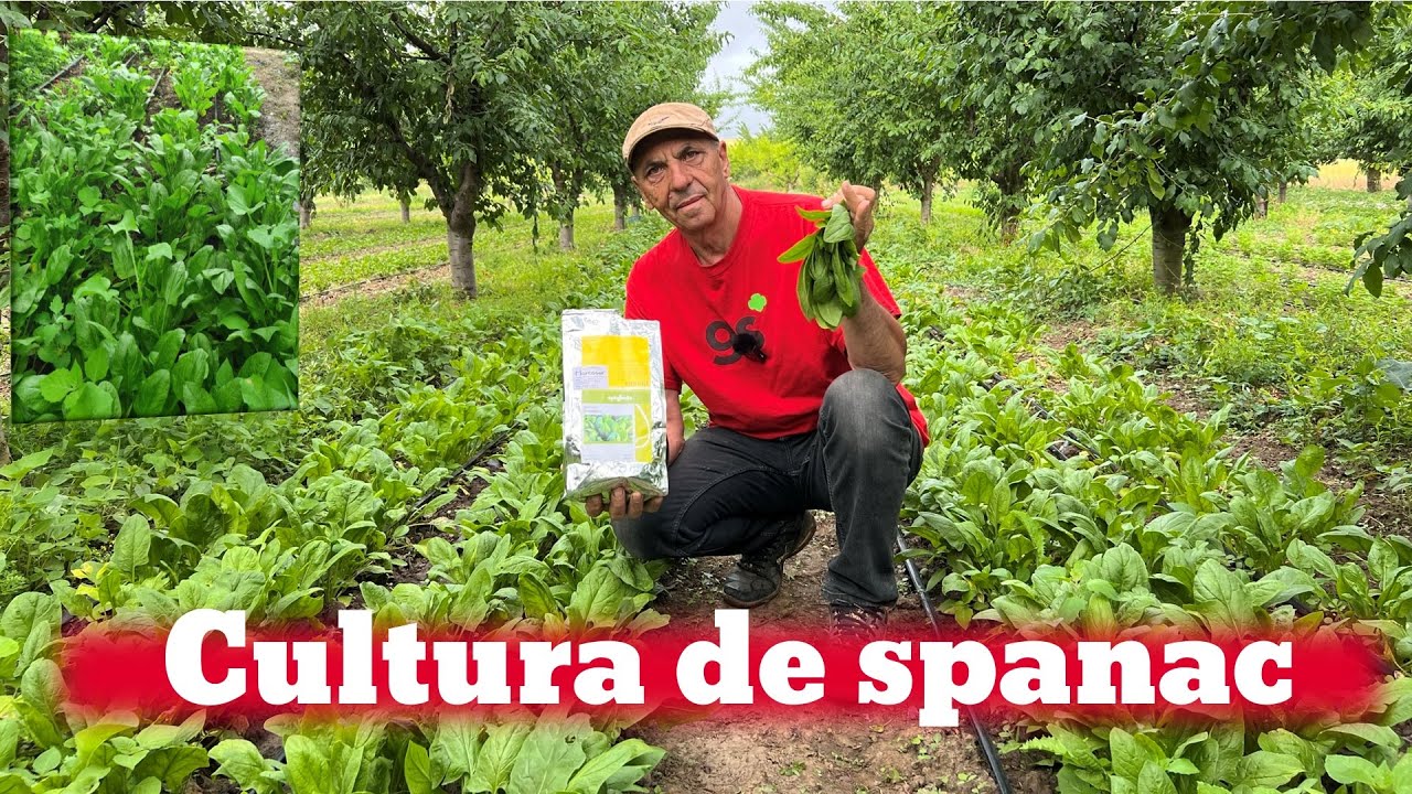 Idee de afacere - cultura de spanac