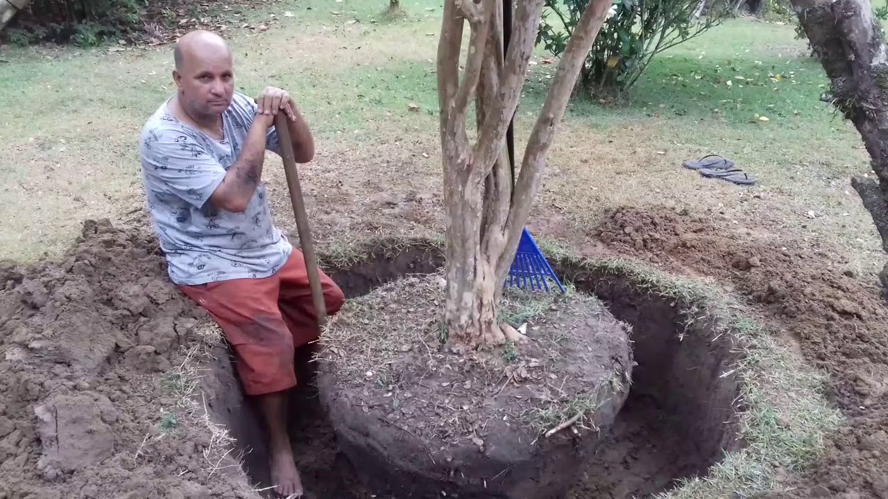 mudar a jabuticabeira de local