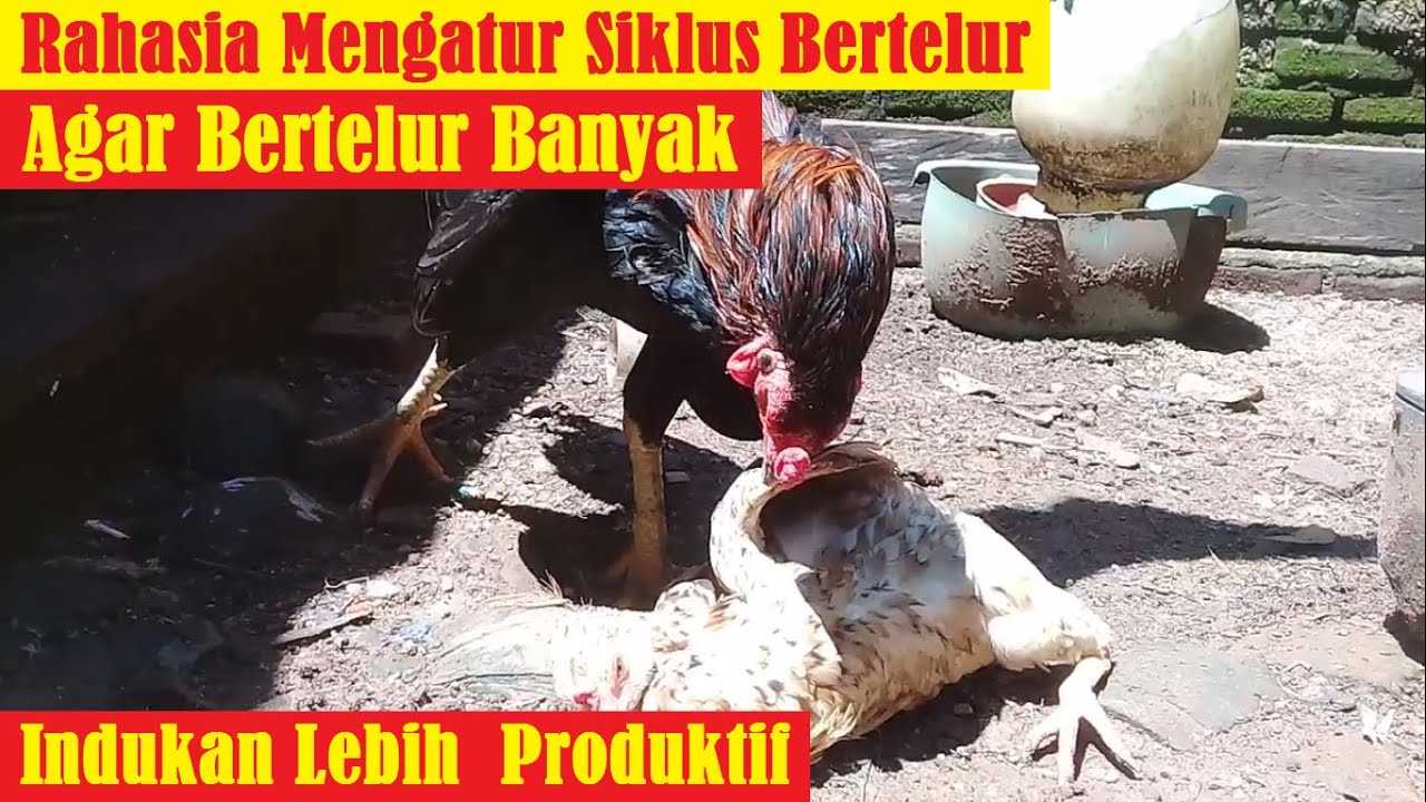 TELUR LEBIH BANYAK | Rahasia Mengatur Siklus Bertelur Indukan Ayam Kampung Biasa