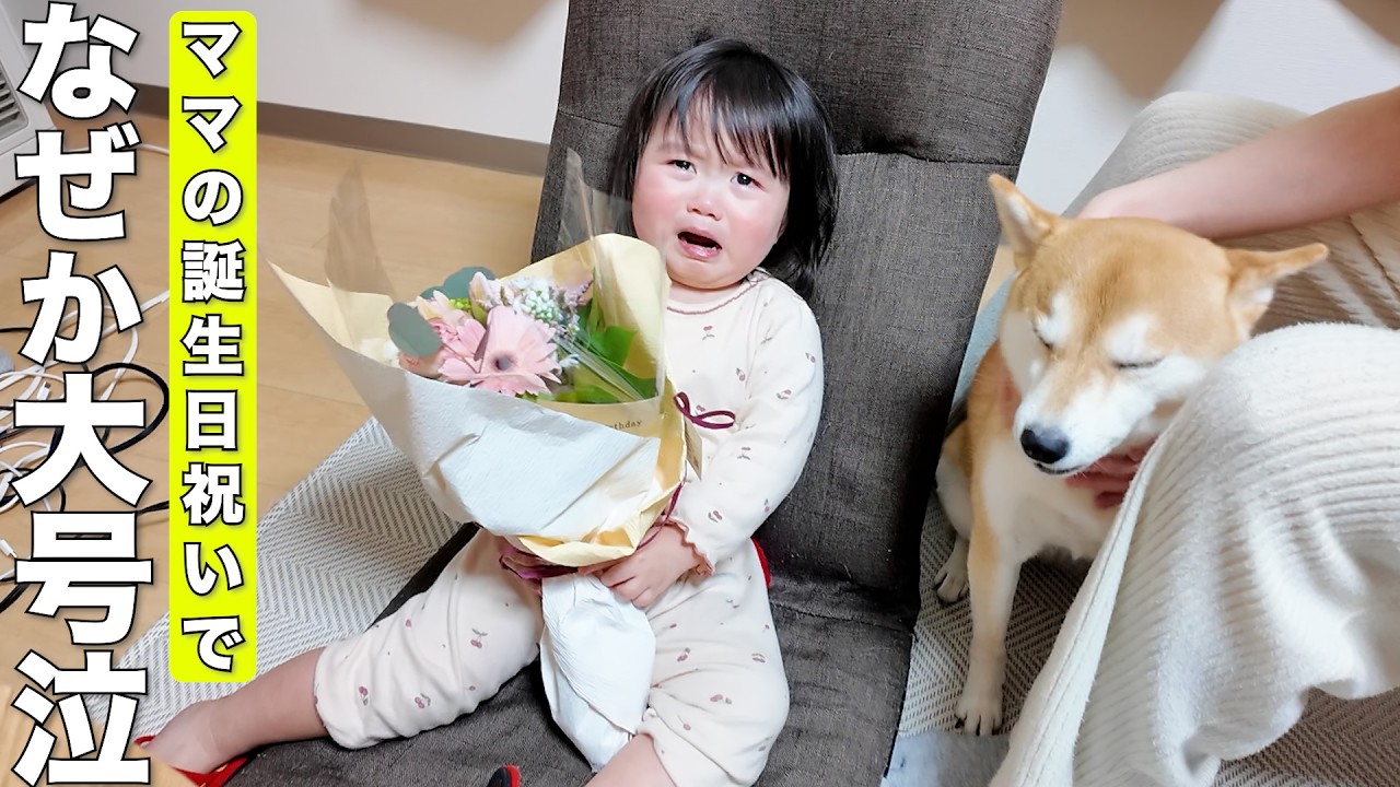 ママの誕生日なのに号泣する2歳児と無邪気な柴犬が可愛すぎました笑