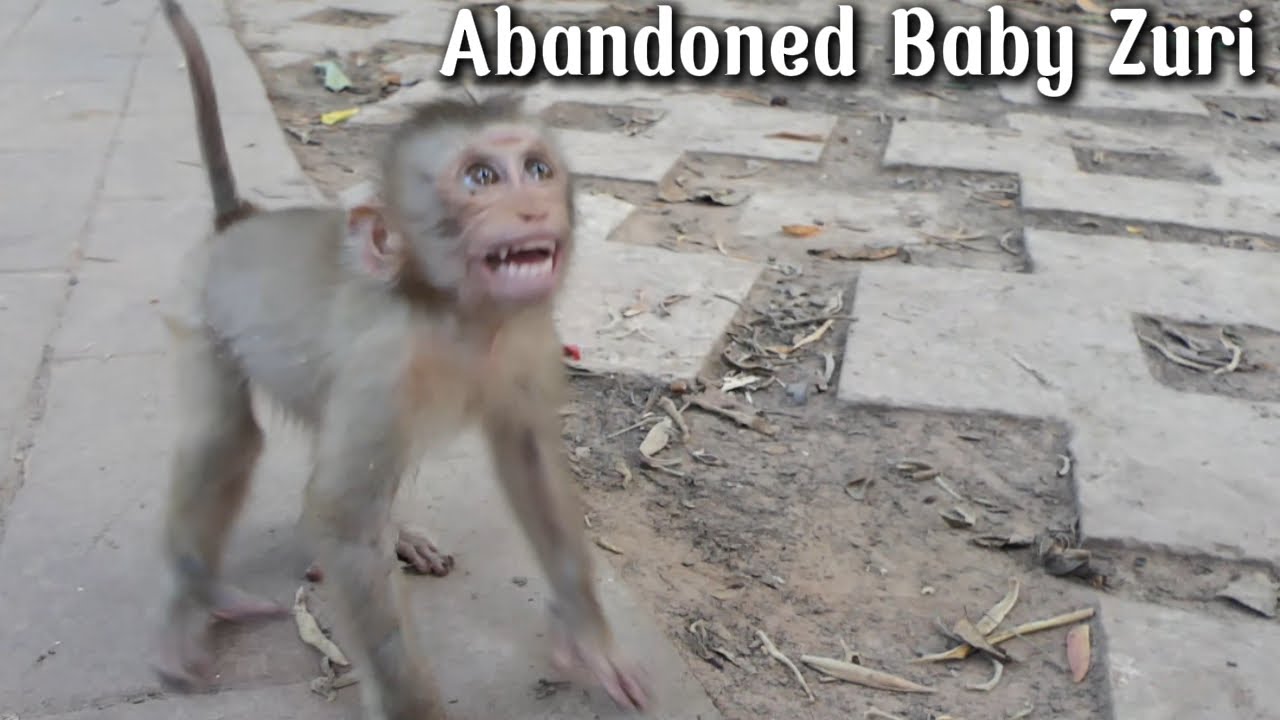 Abandoned Zuri Cries For thirsty But When get milk With Baby Jovi Together  So Proud of it.