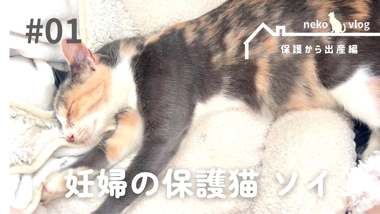 ［妊婦保護猫のソイ］保護して５日で出産｜野良猫×妊婦猫｜保護から出産vlog #01