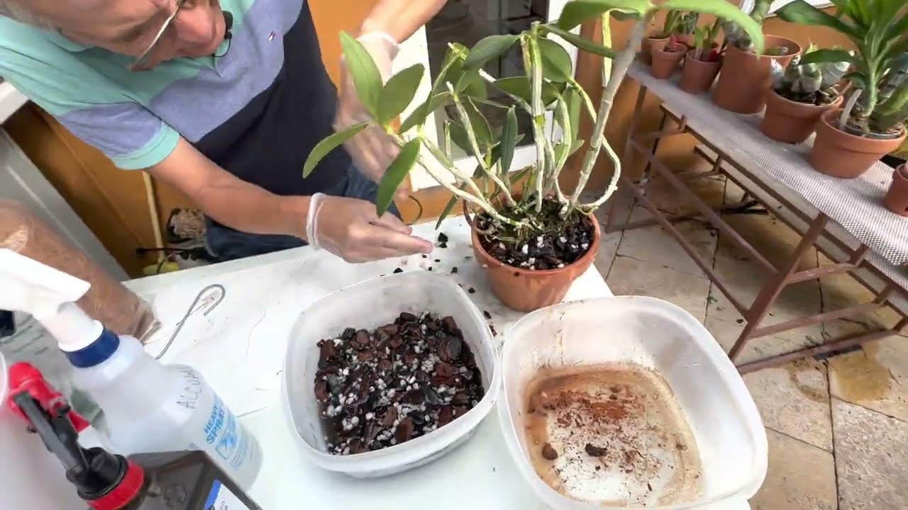How I repot my Cattleya loddigesii (or any bi-foliate Cattleya)