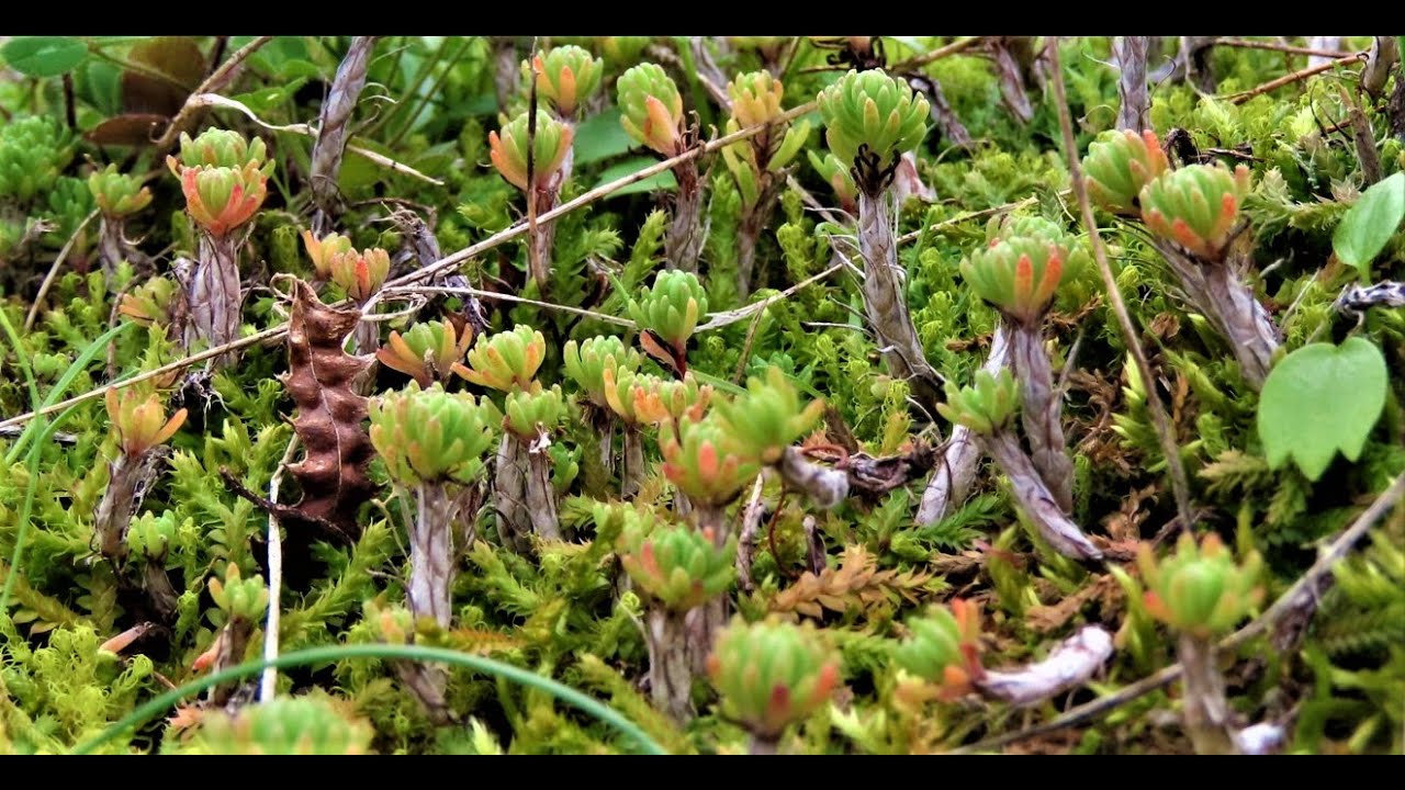 Petrosedum tenuifolium Greece by Theo