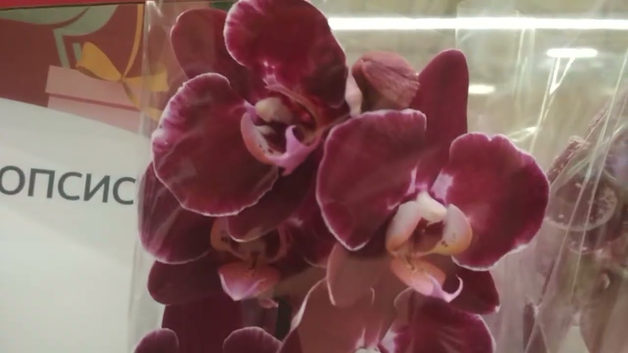 Классные орхидеи в Ашане🌺🌿🌻 тц 7 небо г Нижний Новгород❄️❄️