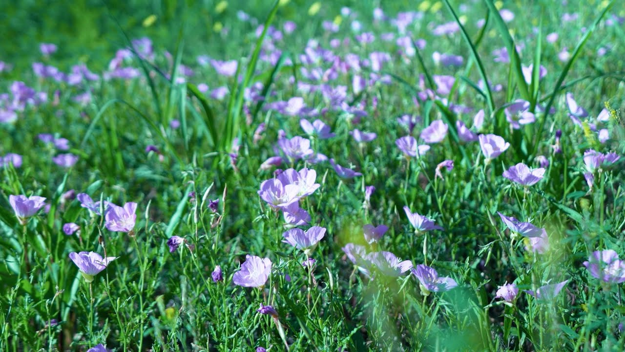 Meditation: Managing scanxiety