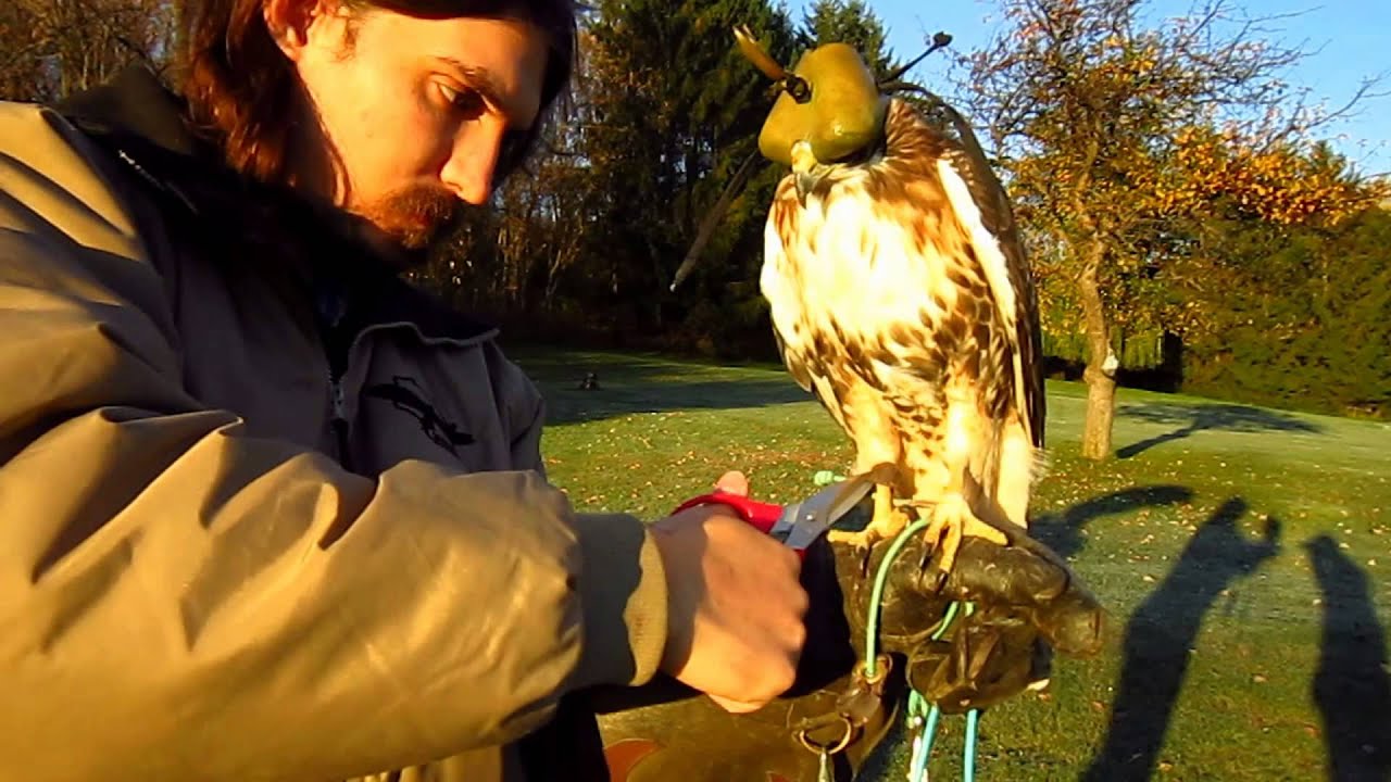 Releasing Mjölnir, my first Red-Tailed Hawk