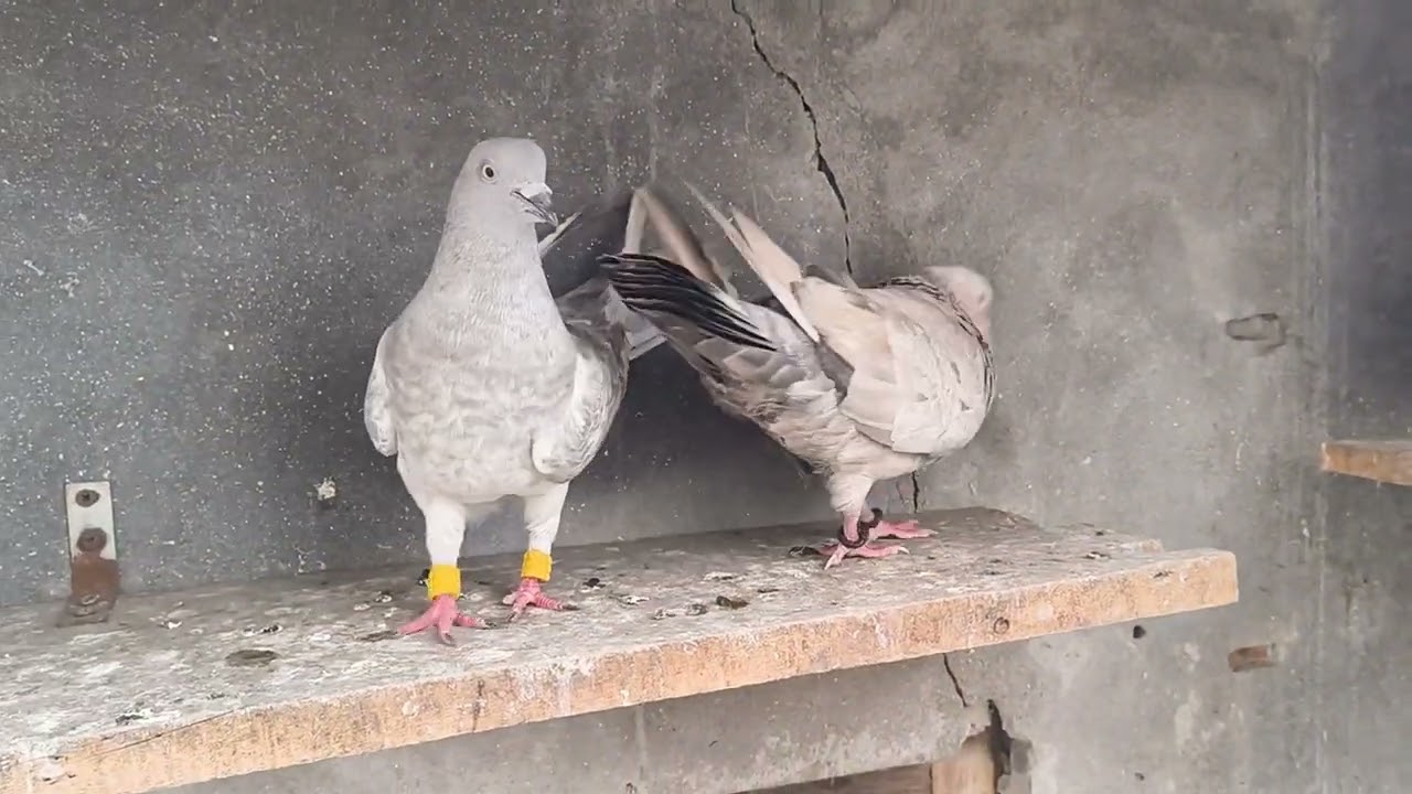 LAAL ZEERE/ KAASNI CHAPDAAR PAIRS FOR SALE CONTACT NO-9359919170