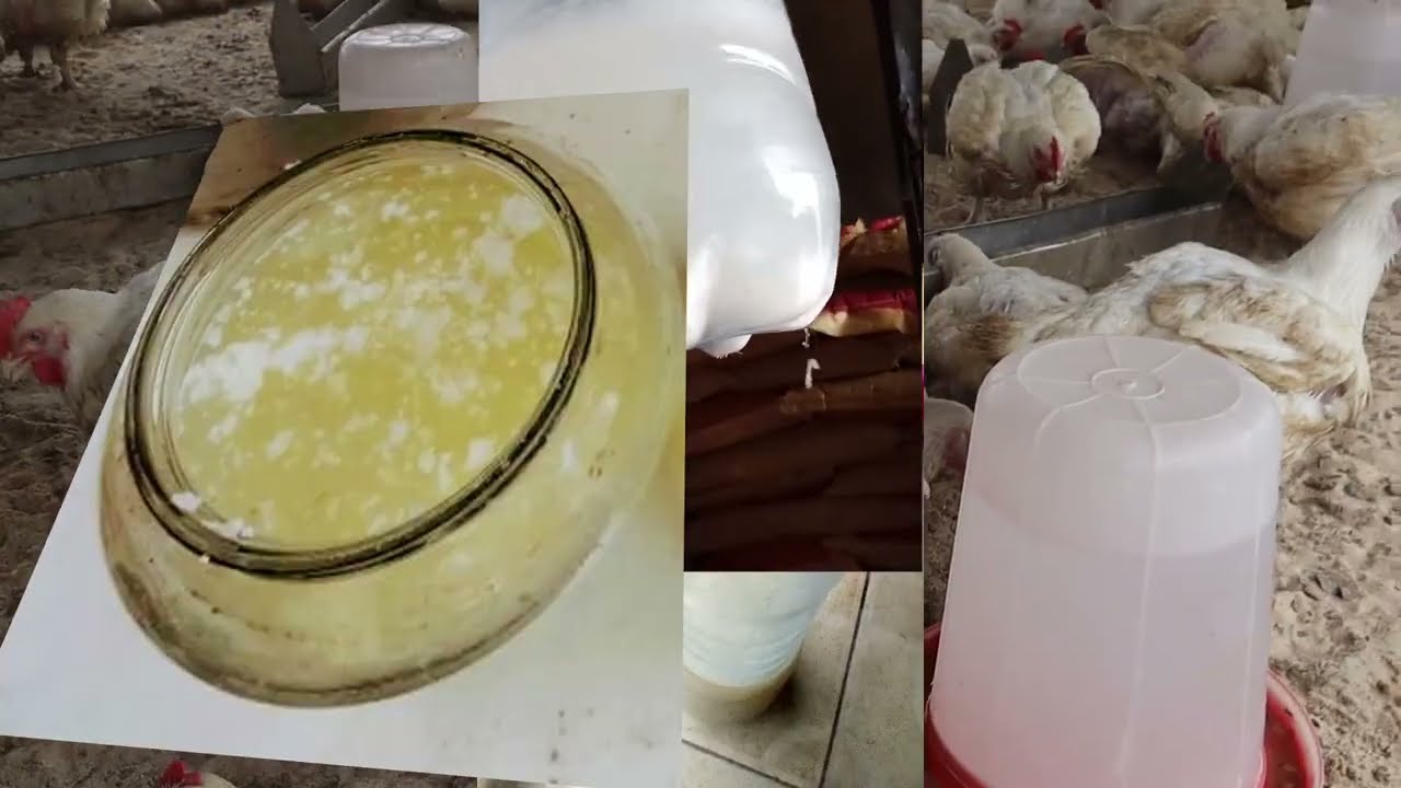 How to use rice water as immune booster, reduce feed intake with rapid weight gain and reduce smell.