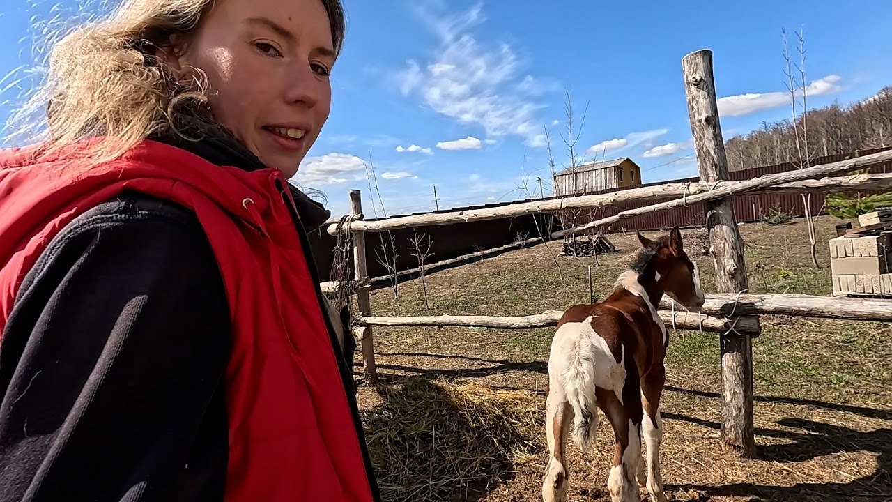 Жеребенок родился 🐴 НОВЕНЬКИЕ НА ФЕРМЕ | Купили курочек 🐔