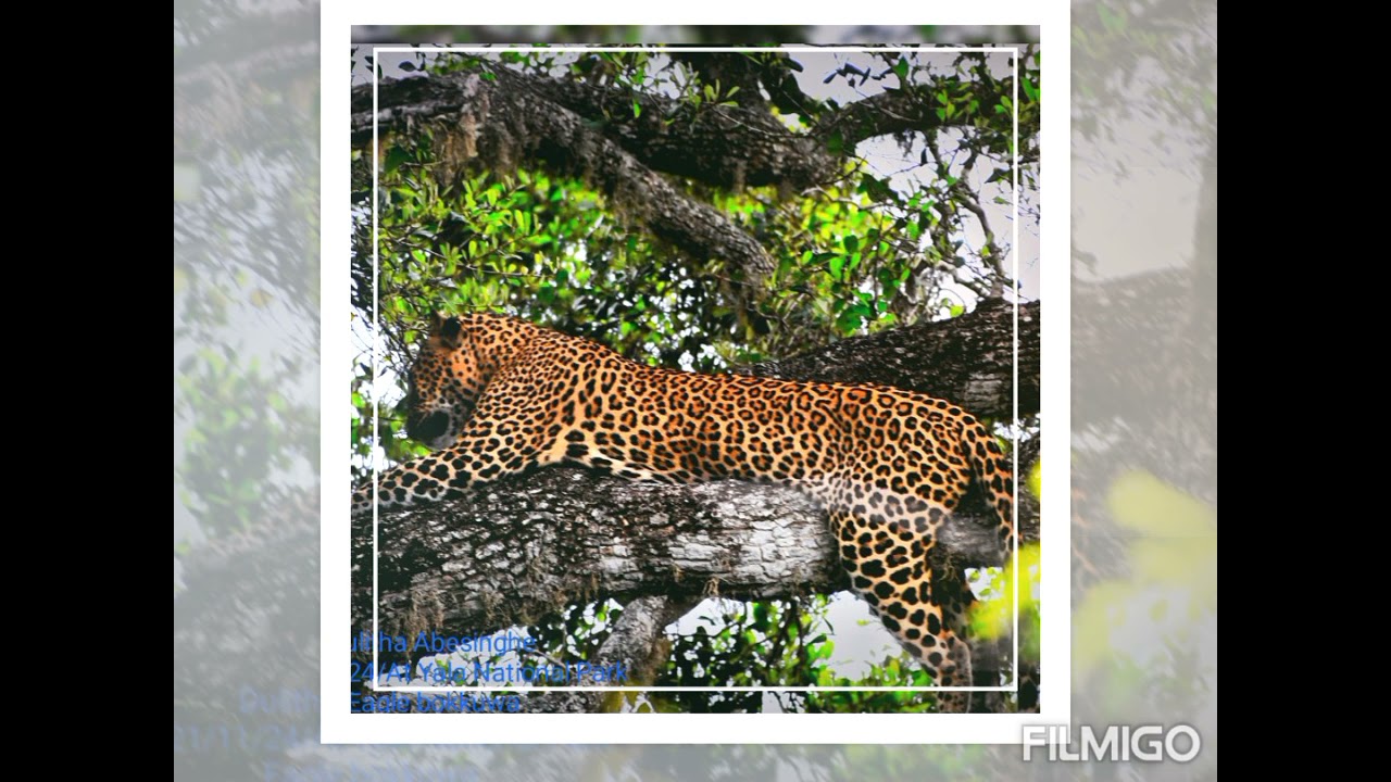 leopard show at Yala National Park At Eagle Bokkuwa 2021/11/24