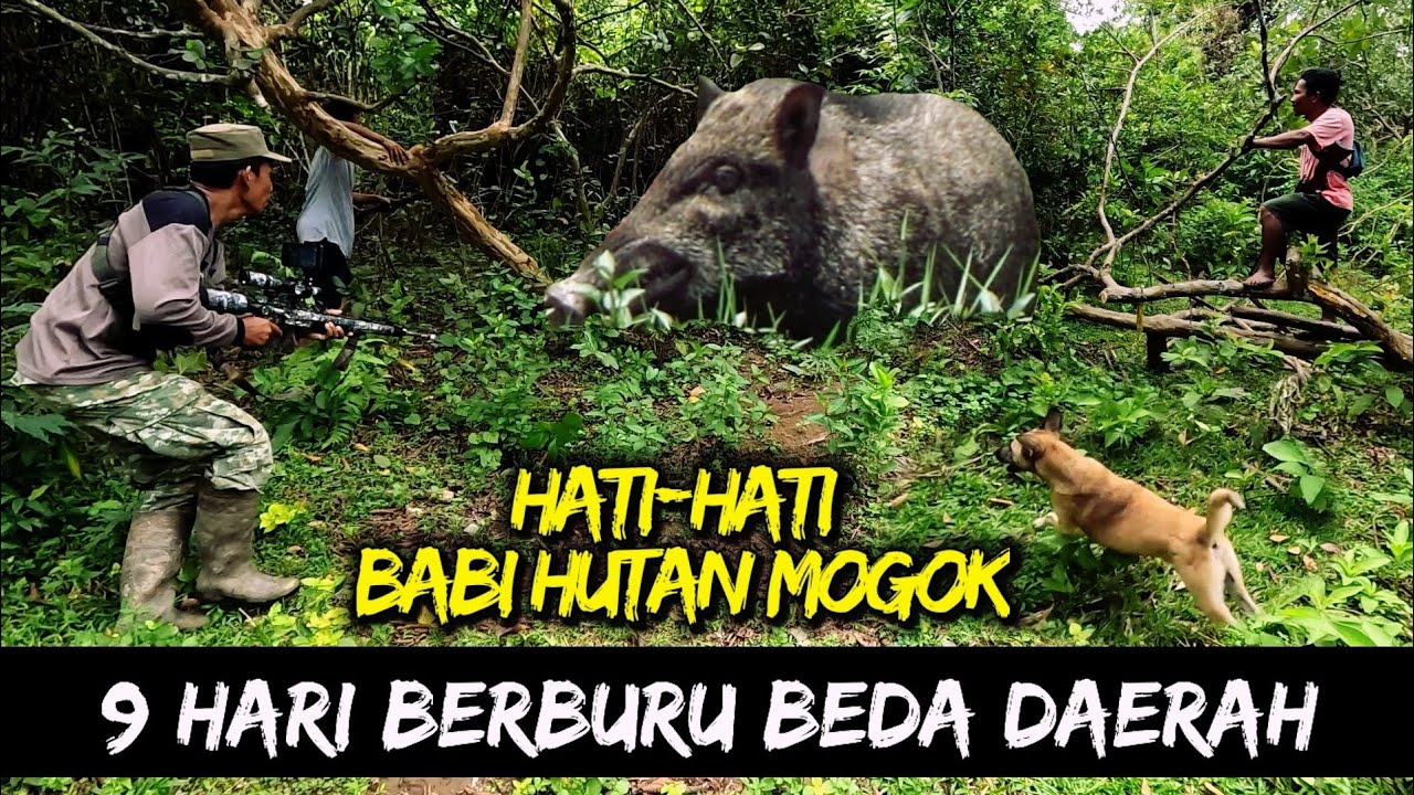 9 HARI BERBURU BEDA LOKASI , Gerombolan BABI Hutan Ketar-ketir ( Wild Boar Hunting )
