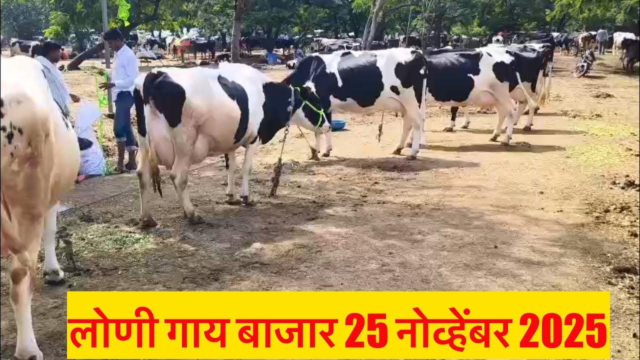 लोणी गाय बाजार live 🔴25 नोव्हेंबर 2025 || Loni Gaay Bajar #loni_bazar #hfcows 