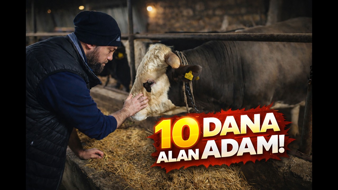 10 ADET KURBANLIK DANA ALAN ADAM.