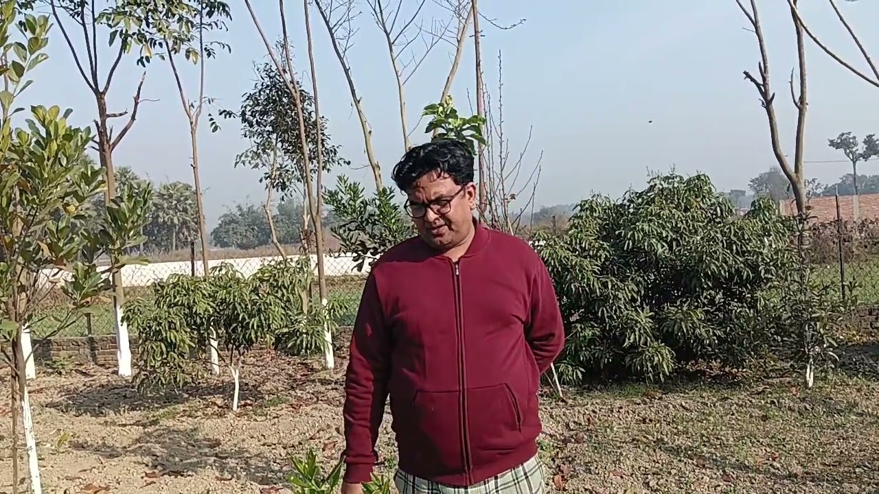 डाभ नींबू (पमेलो/Grapefruit) #trending #viralvideo #viral #video #videos #youtubeshorts #youtube 