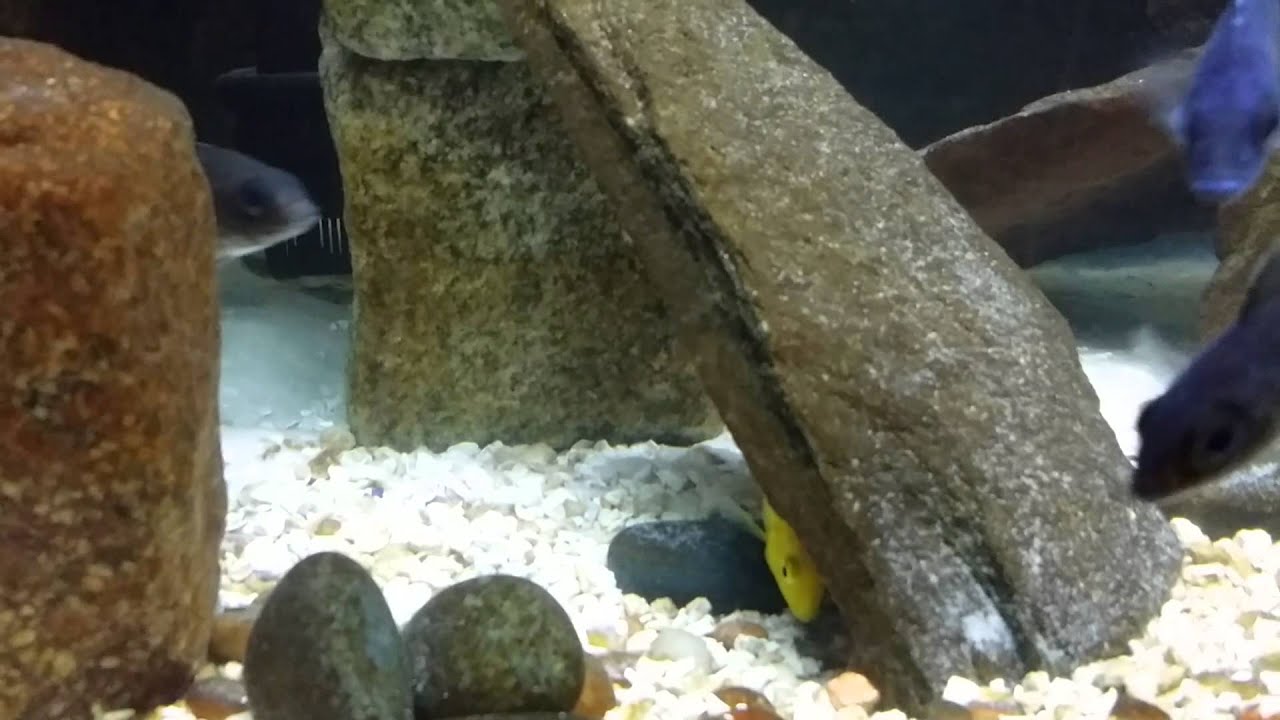 L.  caerulus