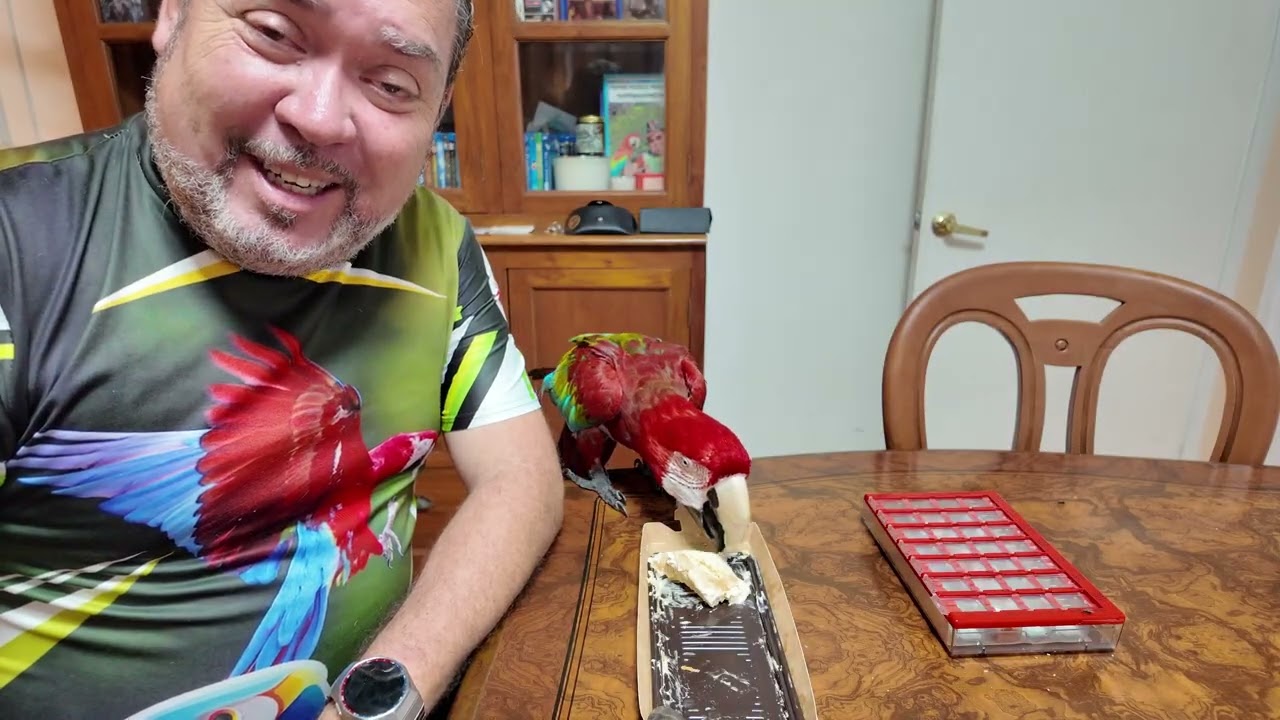 Entre Noël et jour de l'an avec mon perroquet Jackson,.