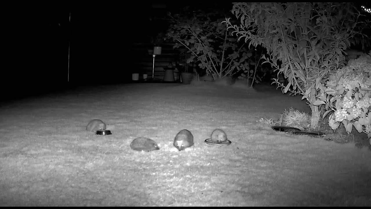 Igel und Marder im Garten (Igelf&uuml;tterung im Sp&auml;tsommer)