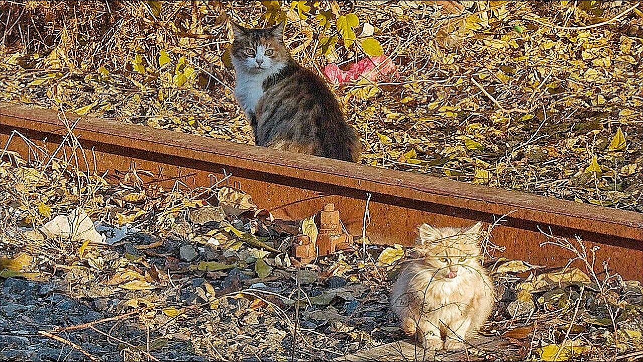 Mother Cat Chased Us as We Took her Kittens away