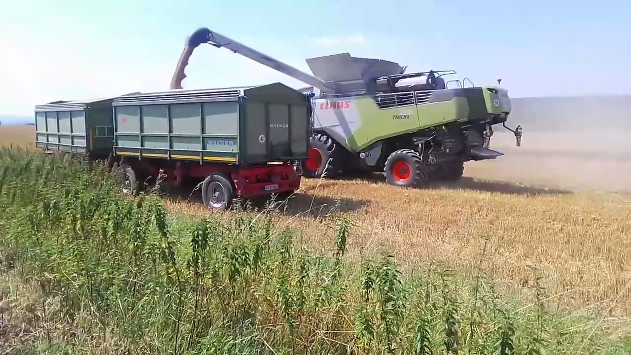 Claas Trion 750 beim Weizen dreschen