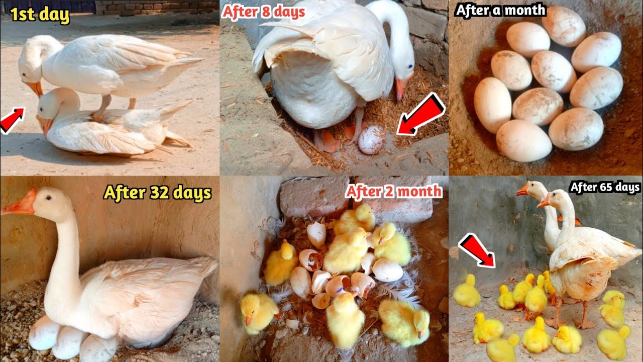The goose laid ten eggs, of which seven hatched successfully | How does a goose lay eggs hatch chick
