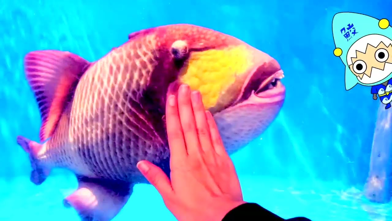 【沖縄の生き物アニメ】黒島研究所でサメやハブやヤシガニに会ったサメニンジャー！