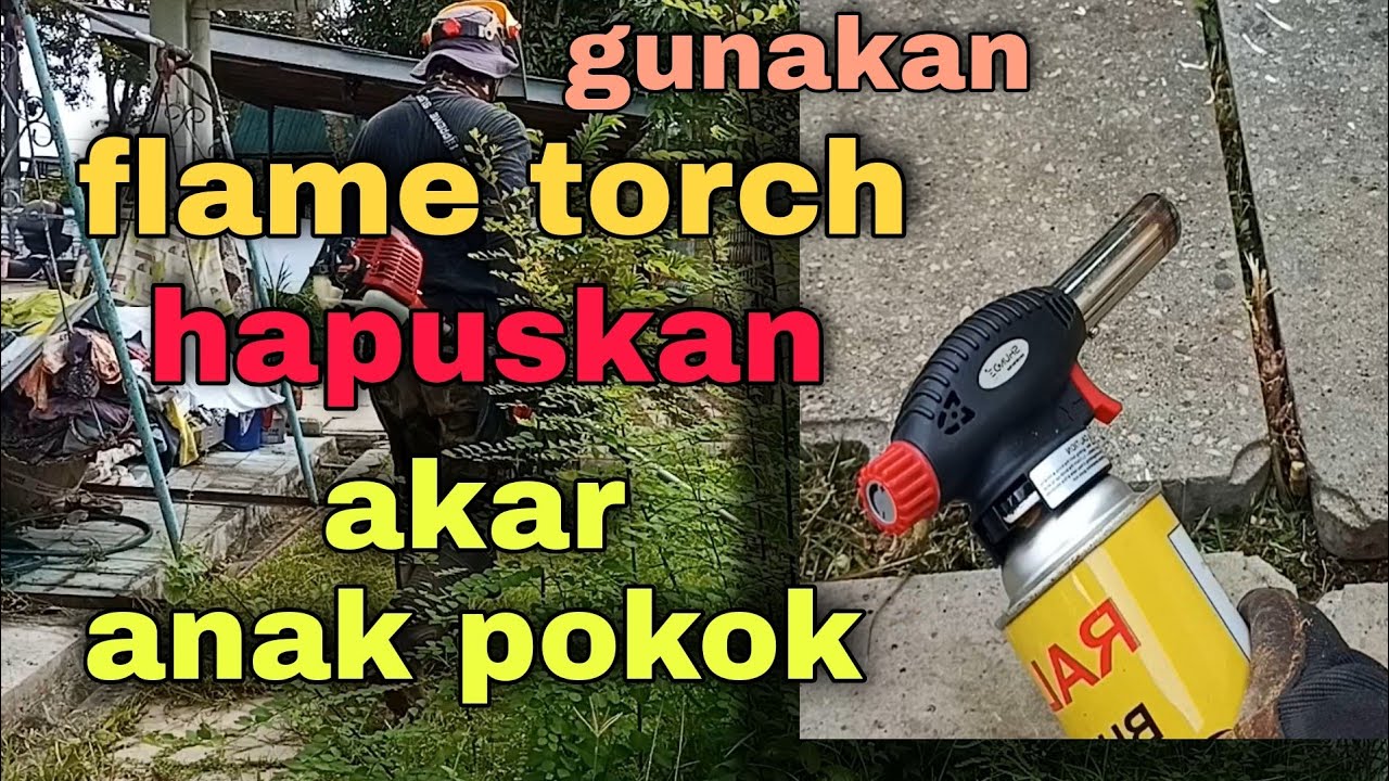 guna flame torch utk akar pokok kecil//using flame torch ..