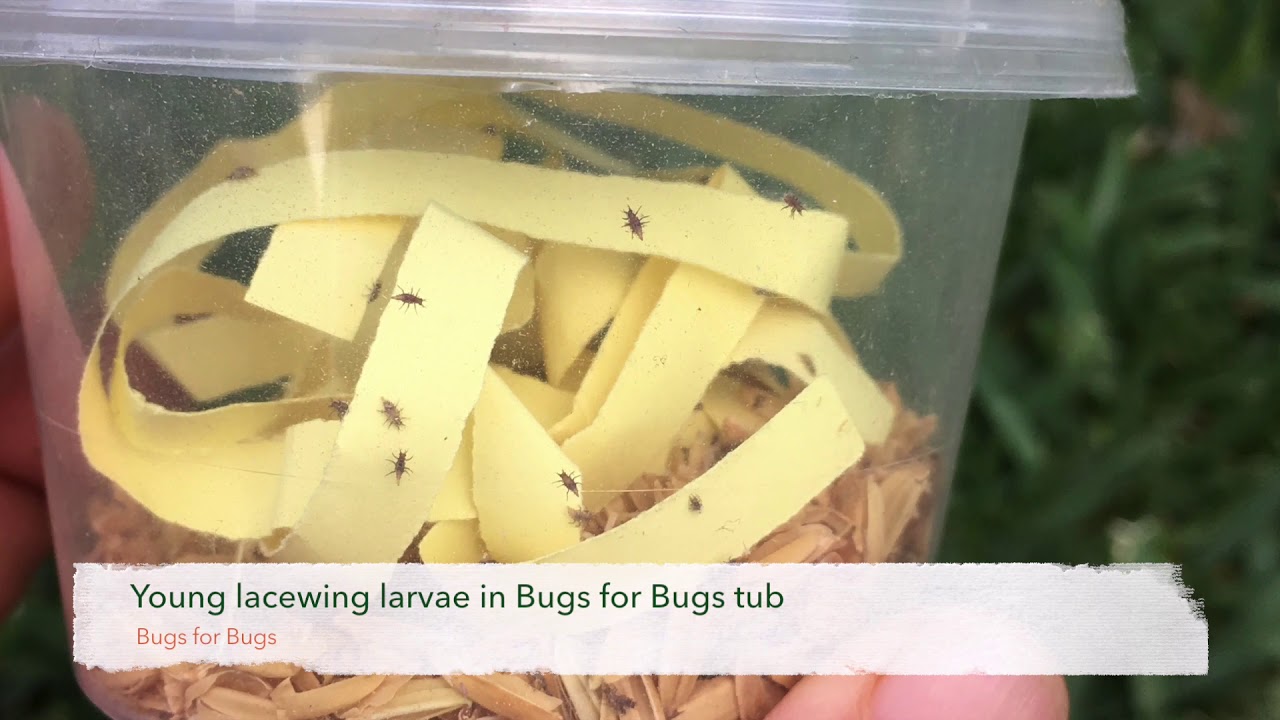 Bugs for Bugs lacewings