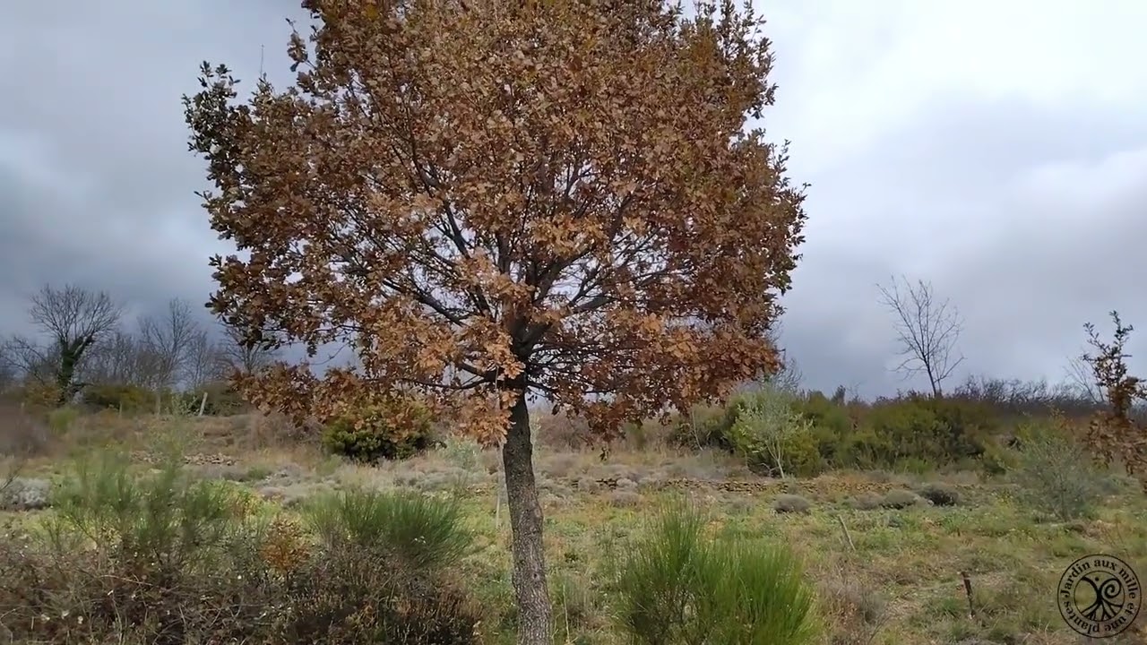 Automne - Hiver