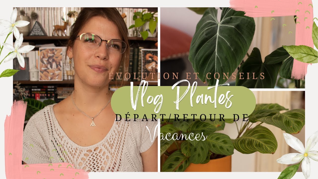 VLOG l Les plantes en vacances, évolution + conseils