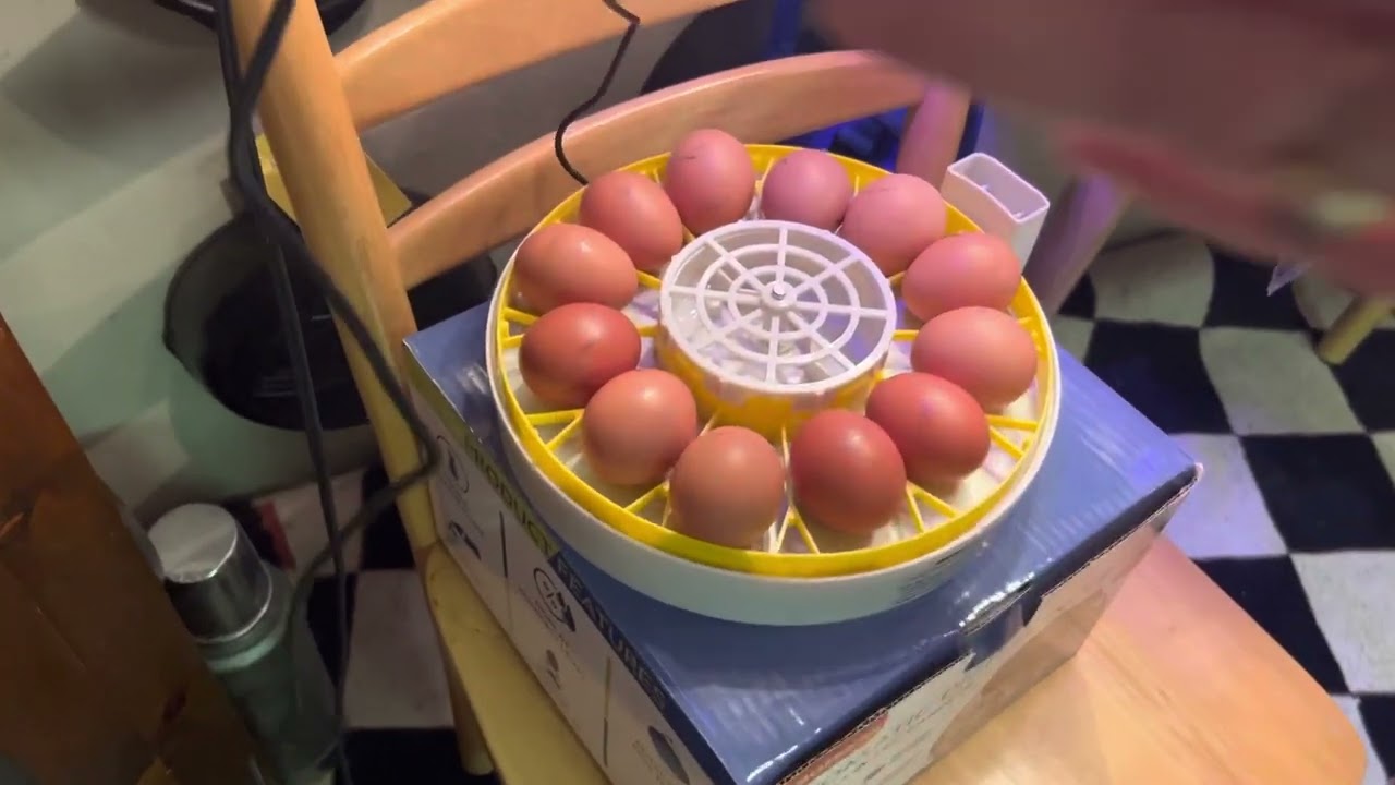 Incubation of Our Own Eggs on Serenity Homestead
