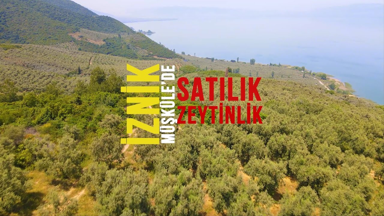 İznik Müşküle'de Zeytinlik
