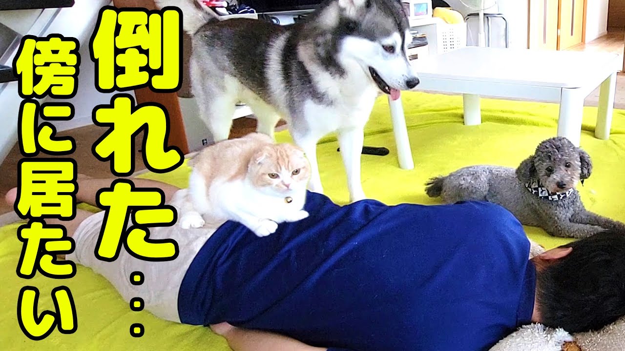 倒れた飼い主が心配で一日中看病してくれる子猫とハスキー犬がこちらです…
