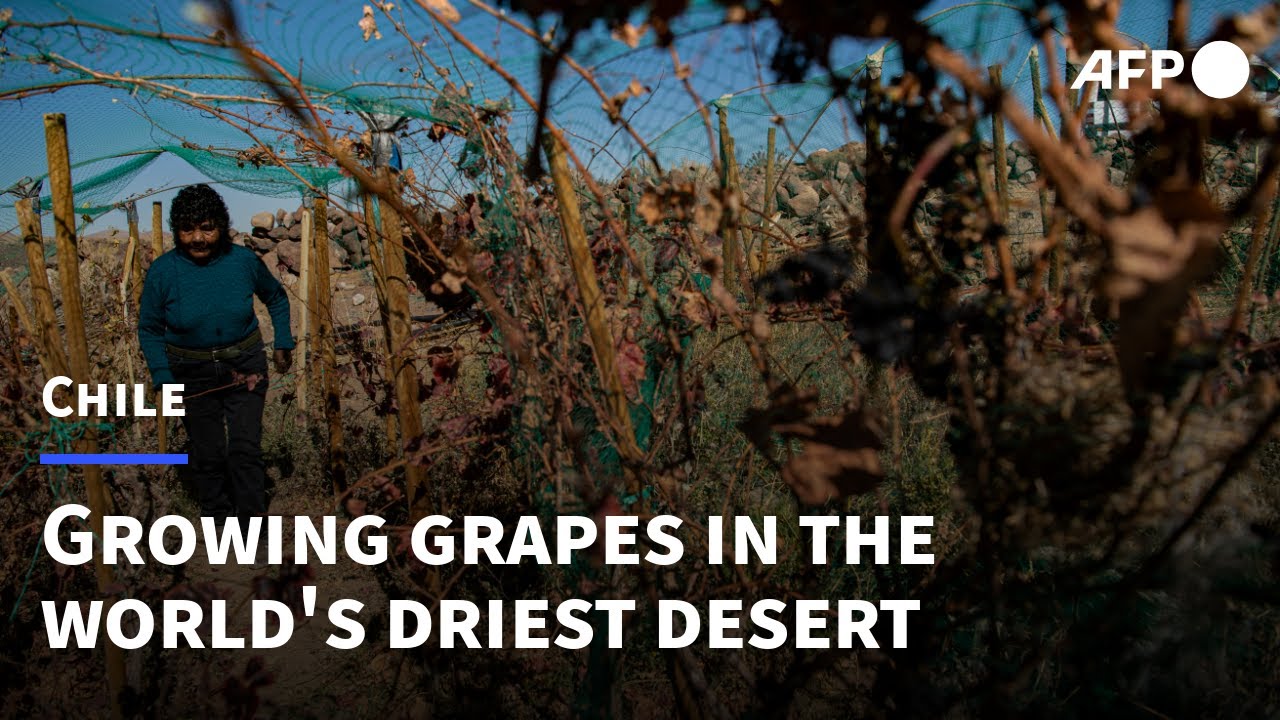 Growing grapes in Chile's Atacama, the world's driest desert | AFP