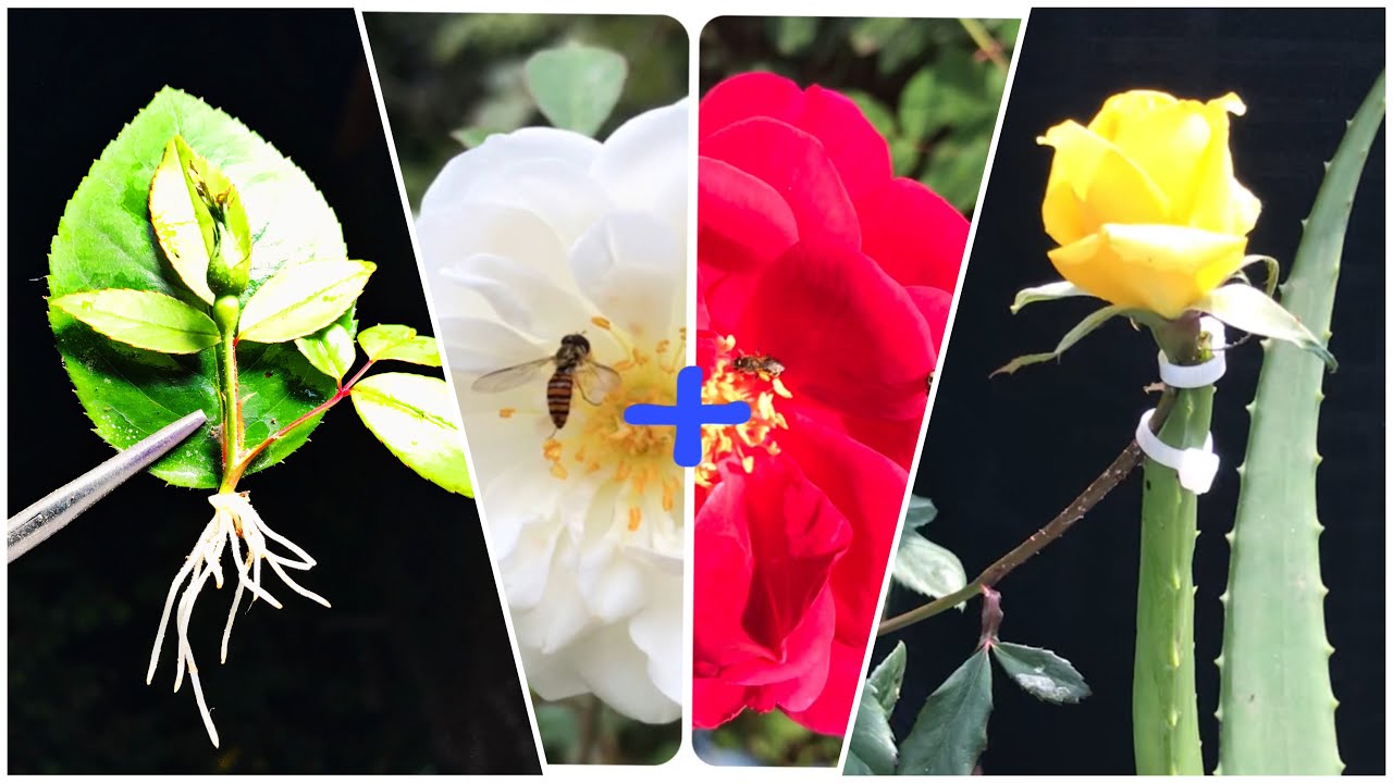 Full video: New Rose color propagation, Growing rose from flower bud, How to Grow Roses from leaves