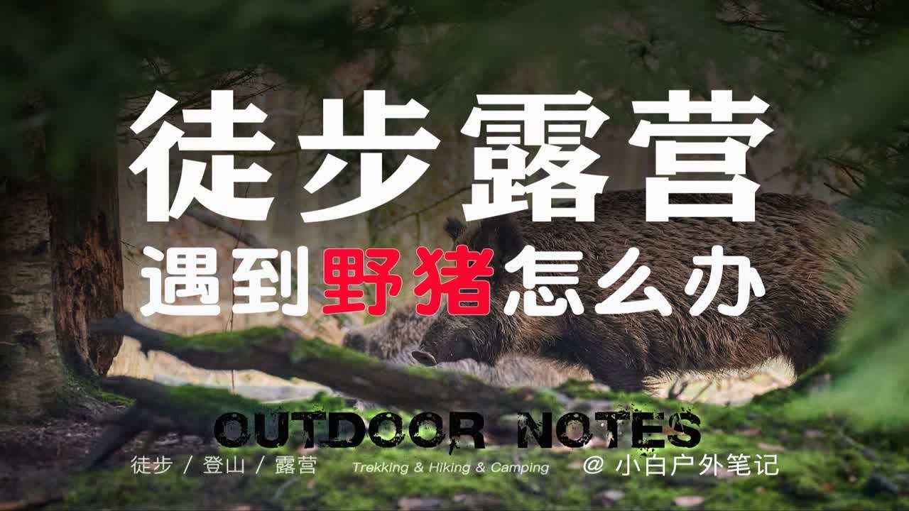 野外几百万头野猪，徒步露营遇到怎么办？