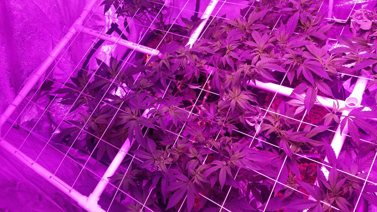 A Basic understating of Light movers. What they do, how they work and Do you need one in your grow?