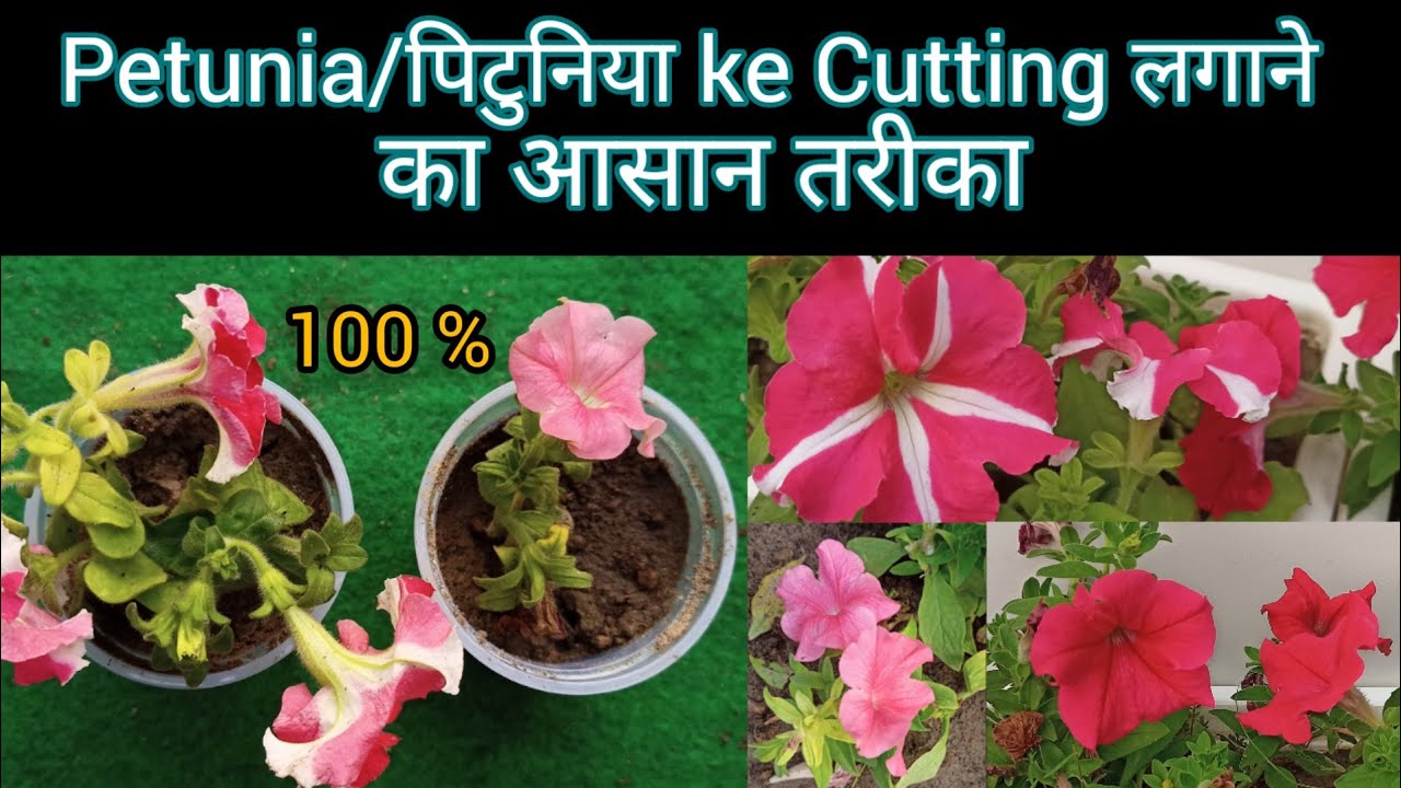 Petunia Plant ki cutting kaise lagaen | पिटुनिया की Cutting लगाने का आसान तरीका  | Petunia Cuttings