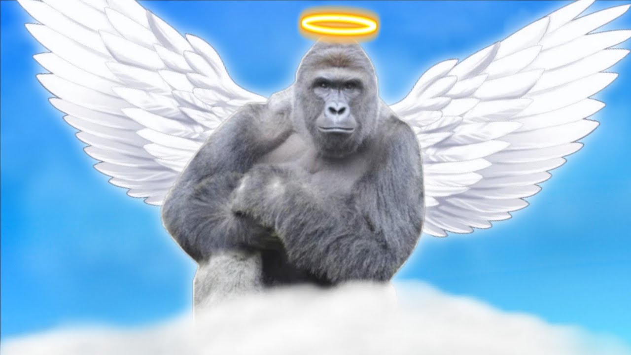 Der sinnlose Tod von Harambe