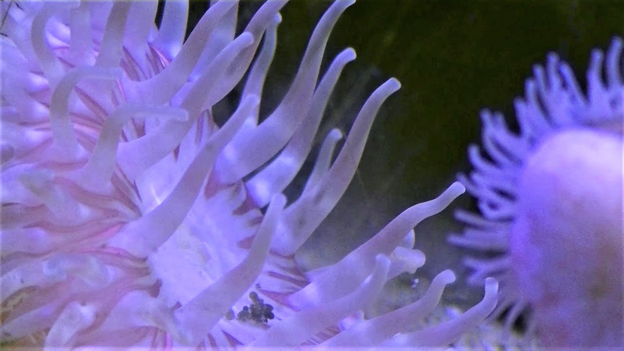 Afl.15: Noordzee aquarium Fort Kijkduin [Sanne Pompert]