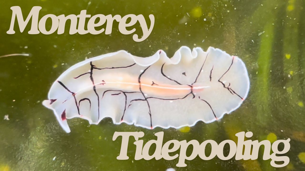 How To Tidepool - Finding Tiny and Slimy Animals  🌊🦀