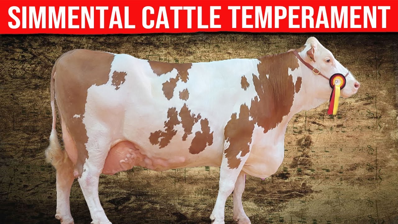 🔴 SIMMENTAL CATTLE Temperament ✅ Biggest Bulls And Cow
