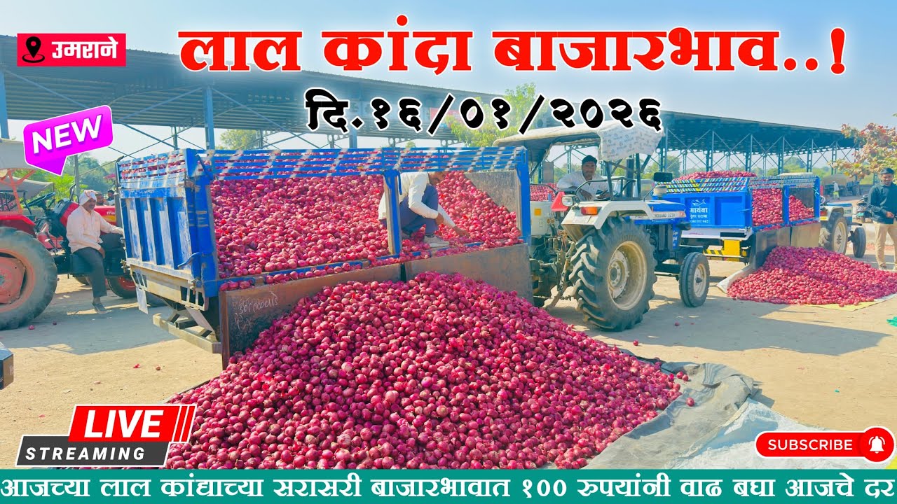 📍NASHIK RED ONION...🧅| 🛑उमराना मार्केट *लाल* कांद्याचे बाजारभाव🧅| लाल कांद्याच्या दरात घसरण 🔥| 