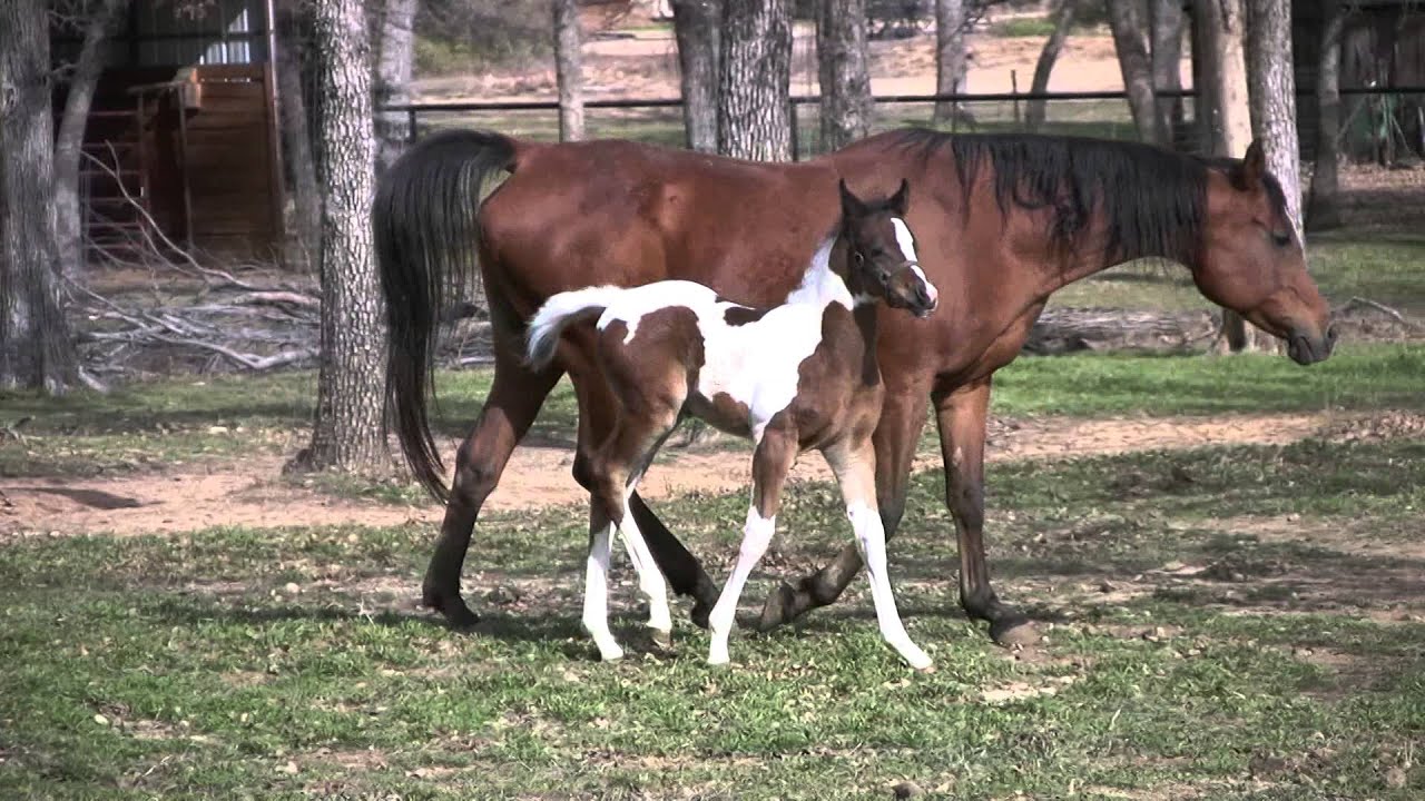 Orion Desert Star CTA  99+% Arabian Pintabian Pinto Arabian Foal