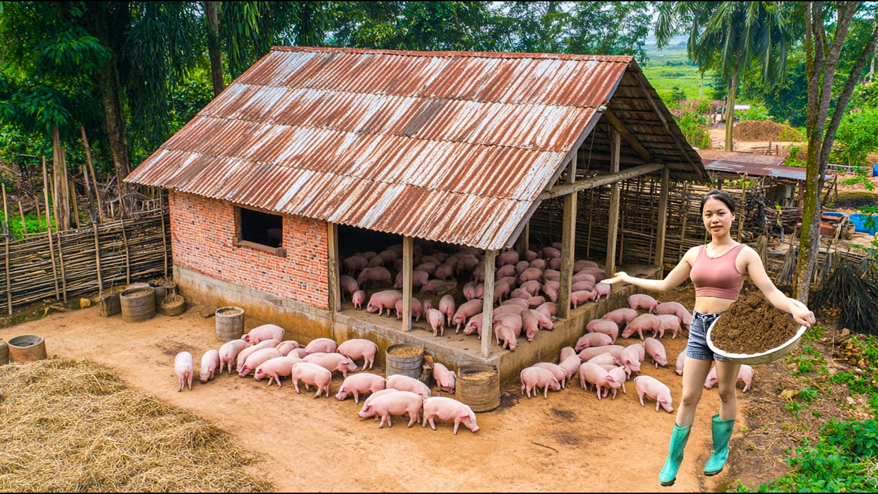 Discover How a Young Couple Builds a Modern, Efficient Pigpen on Their Farm | LTTV2