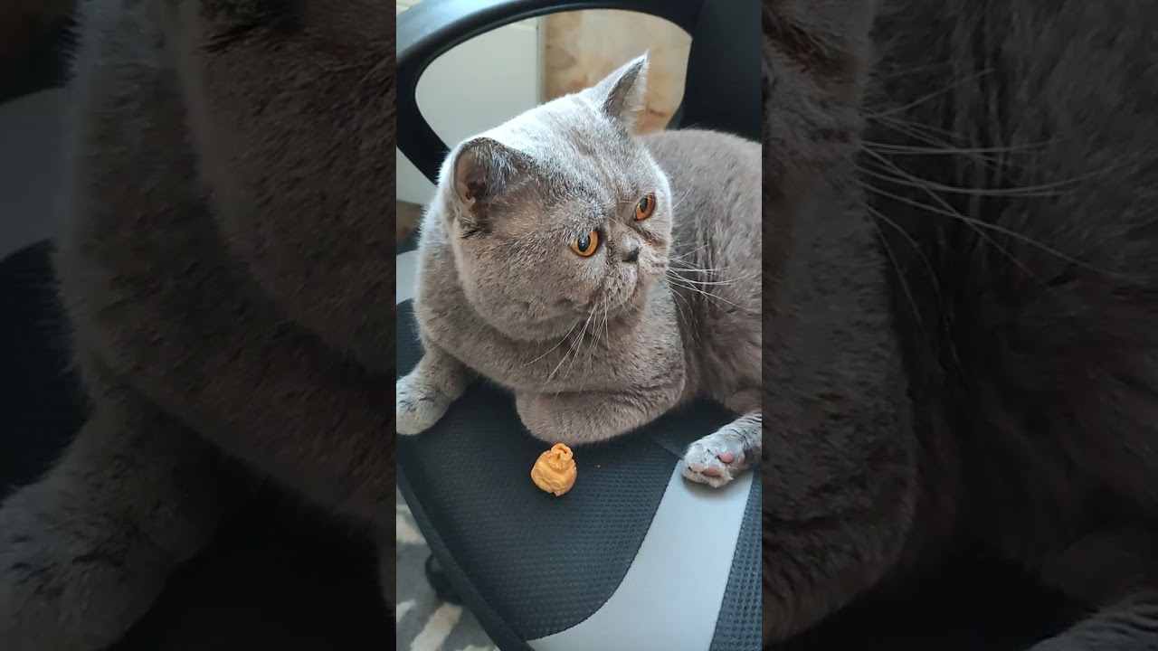 13.03.2026 котик Честер 😸)