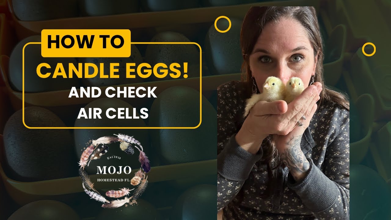 How to Candle Eggs & Check Air Cells