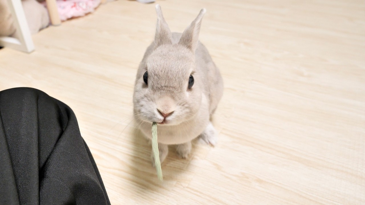 食事中に飼い主の呼ぶ声が聞こえて食べもの頬張ったままあわてて駆けつけるうさぎさん